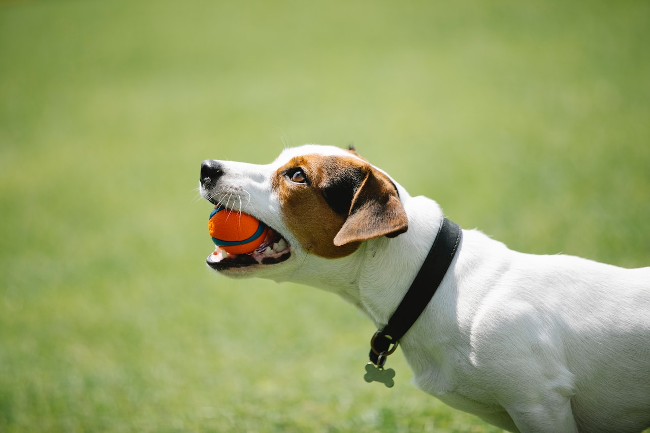 6 Major Benefits of Dog Training