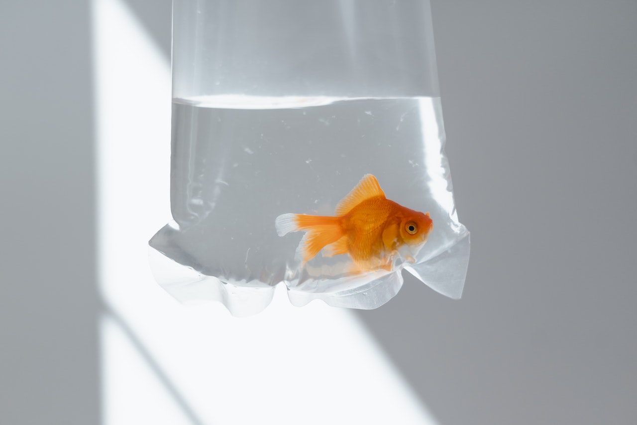 Top 5 Low-Maintenance Freshwater Fish for Beginners