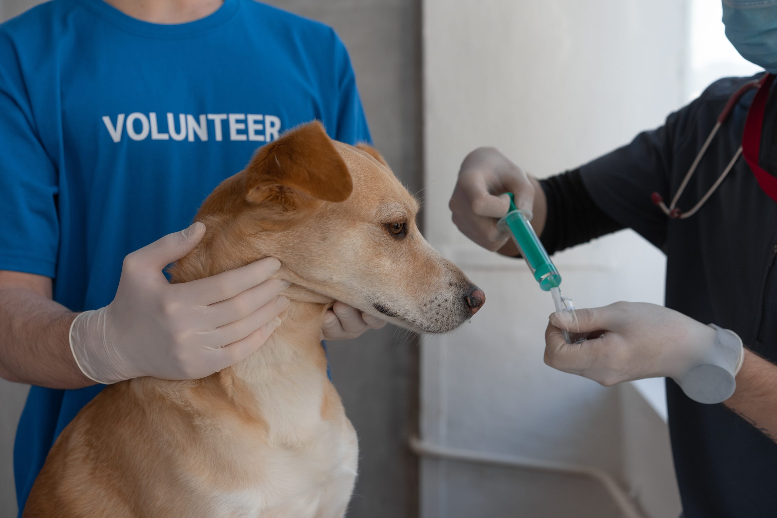 How to Take Care of Your Dog Following an Operation