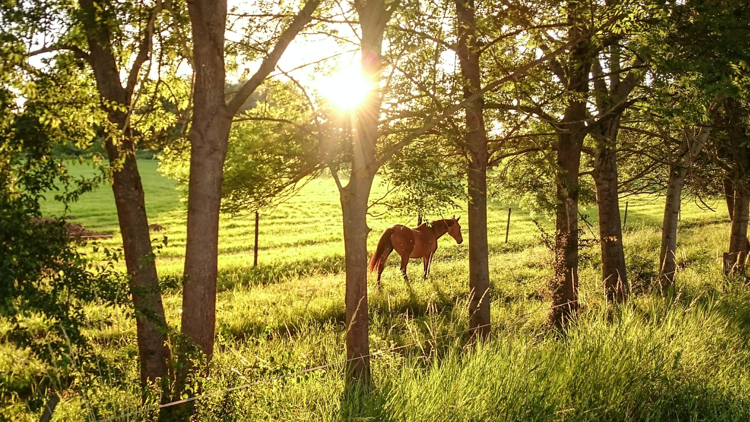 Understanding and Managing Horse Health Issues