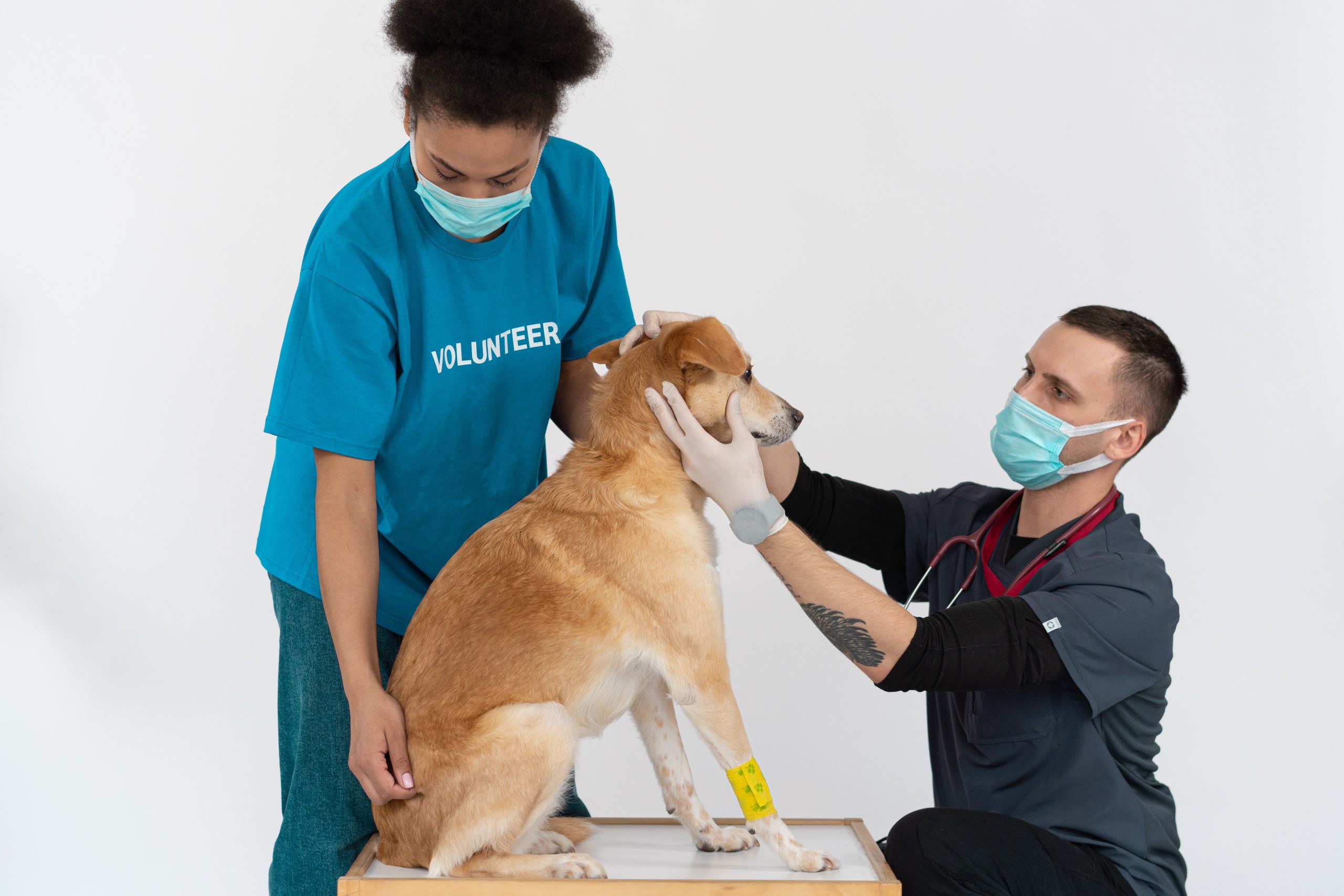A Pet Owner’s Guide to Finding the Right Small Animal Vets