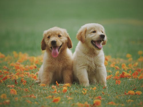 6 Common Types of Pet Boarding Facilities