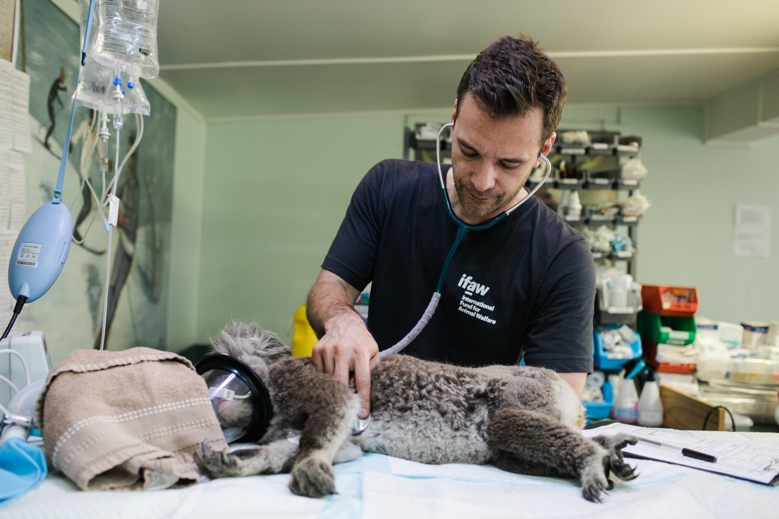 Preparing for a New Pet: 6 Key Checklist Items