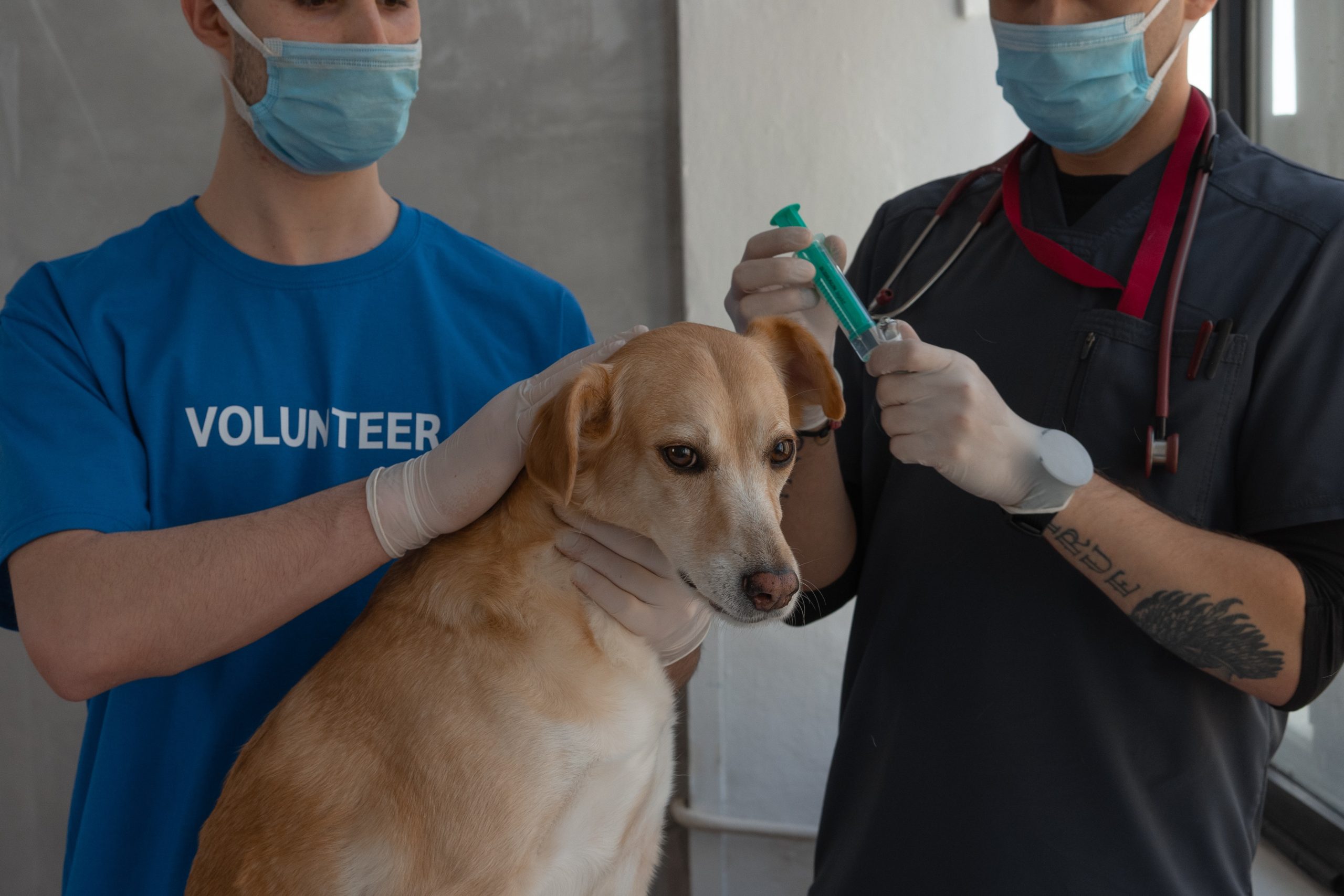 What Are the Ways to Ensure Your Pet’s Wellness Exam Goes Well?