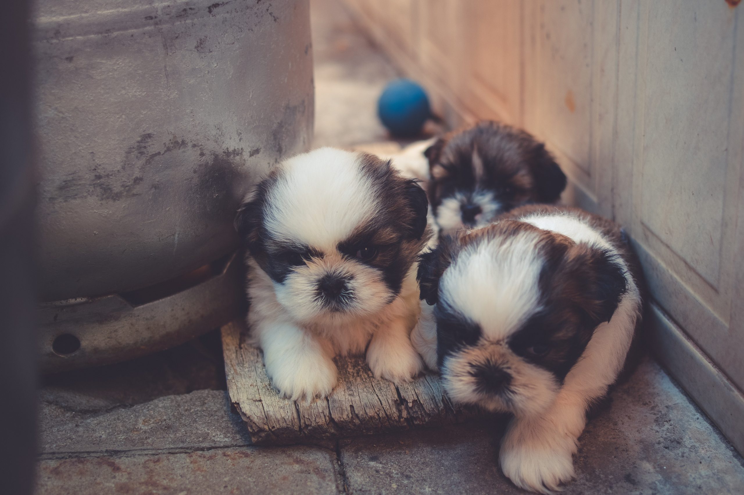 6 Surprising Benefits of Veterinary Surgery You Should Know About