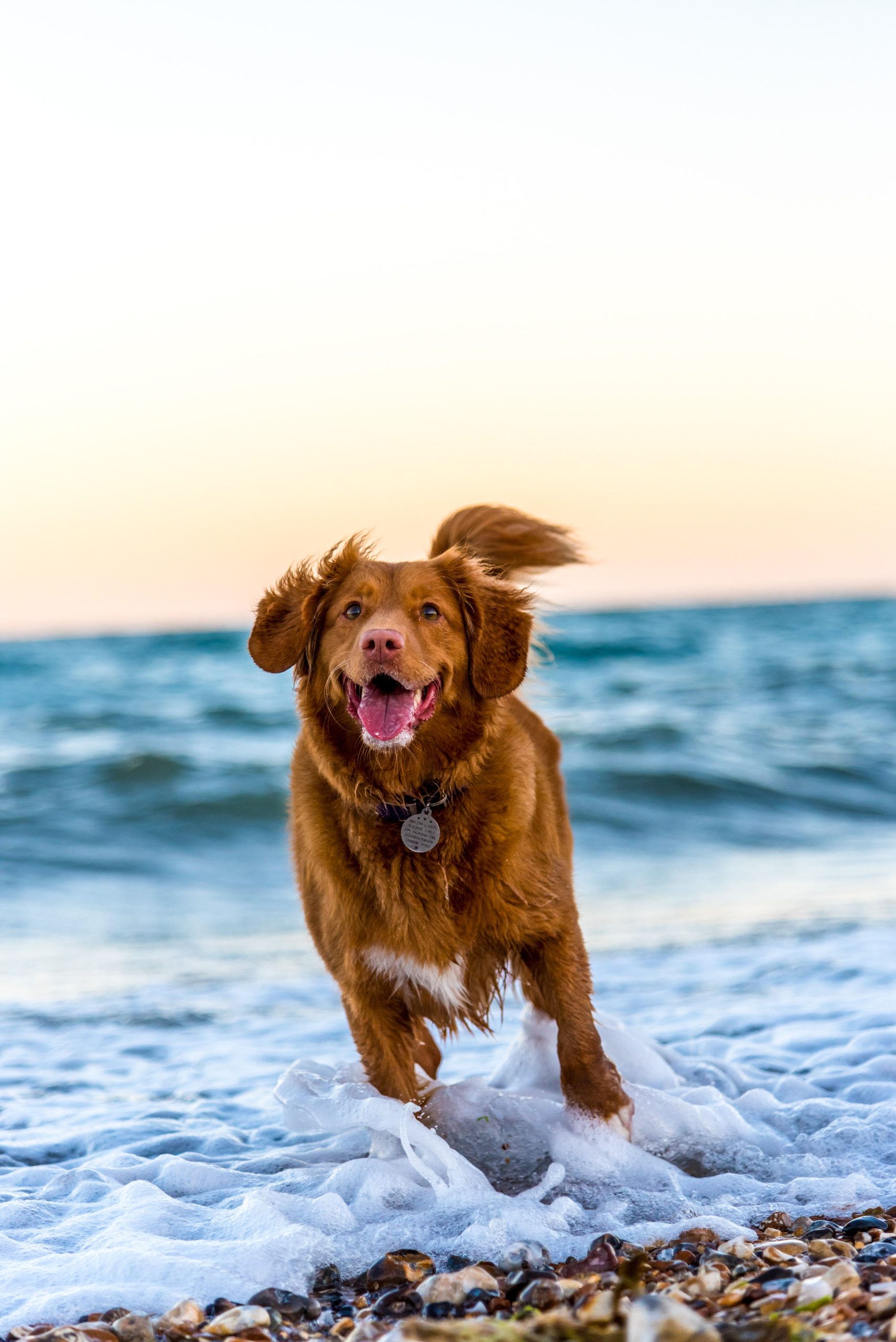 Pet Boarding Options: Their Impact on Your Pet’s Well-being and Happiness