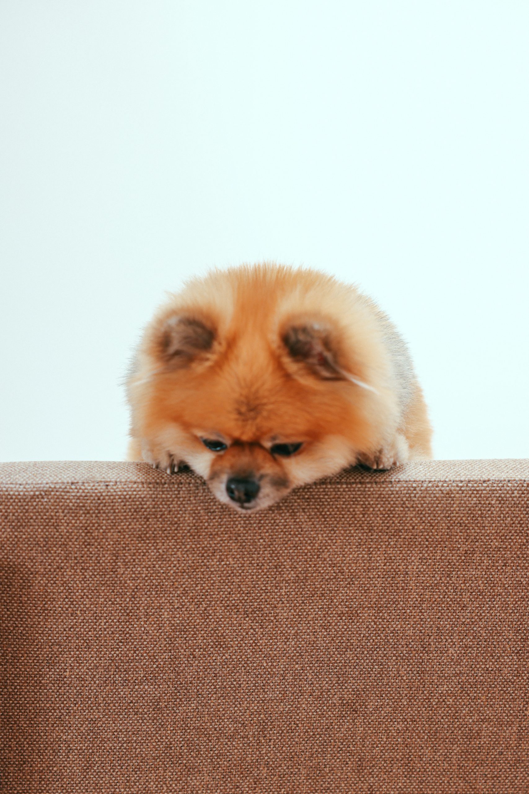 How Do I Recognize Dental Pain and Illness in My Pet?