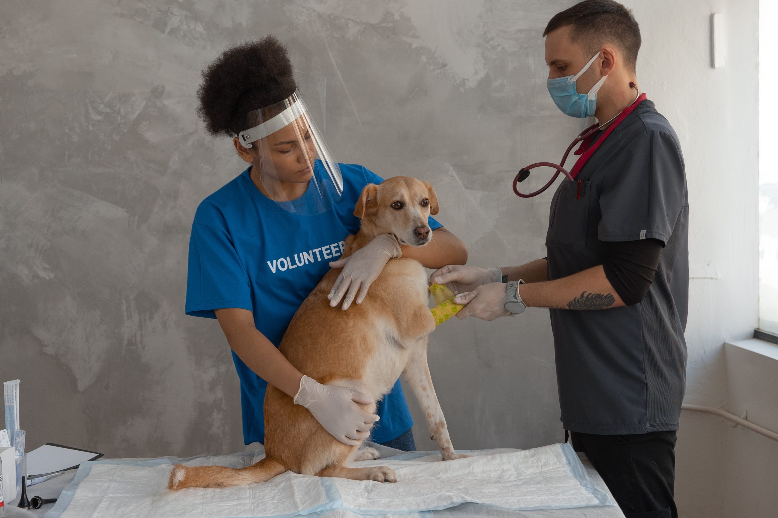 What Are the Benefits of Pet Rehabilitation After Surgery?