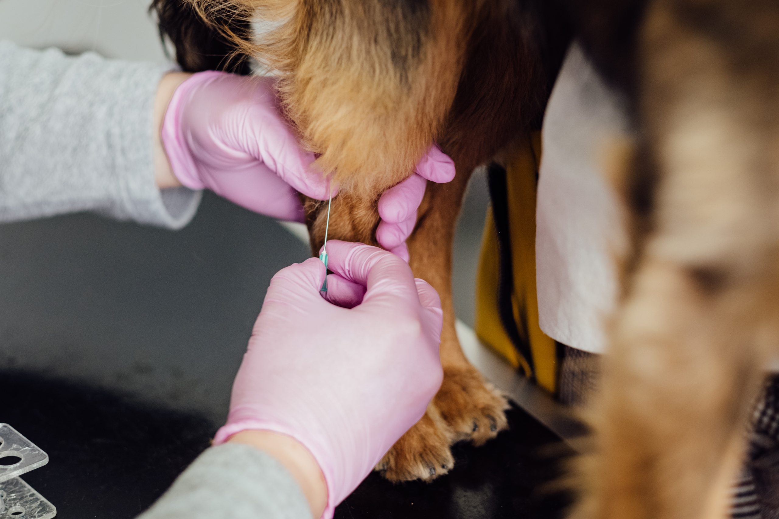 When Does a Veterinarian Advise Pet Surgery?