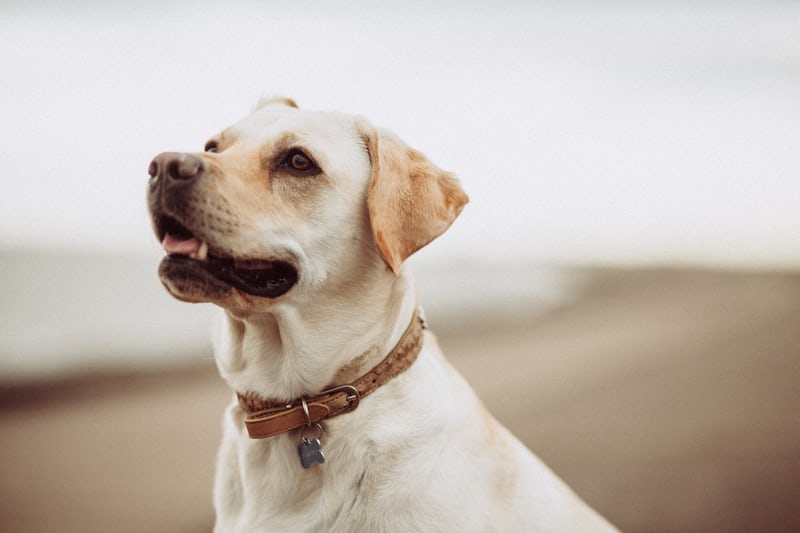 Why Dental Care Matters for Pets