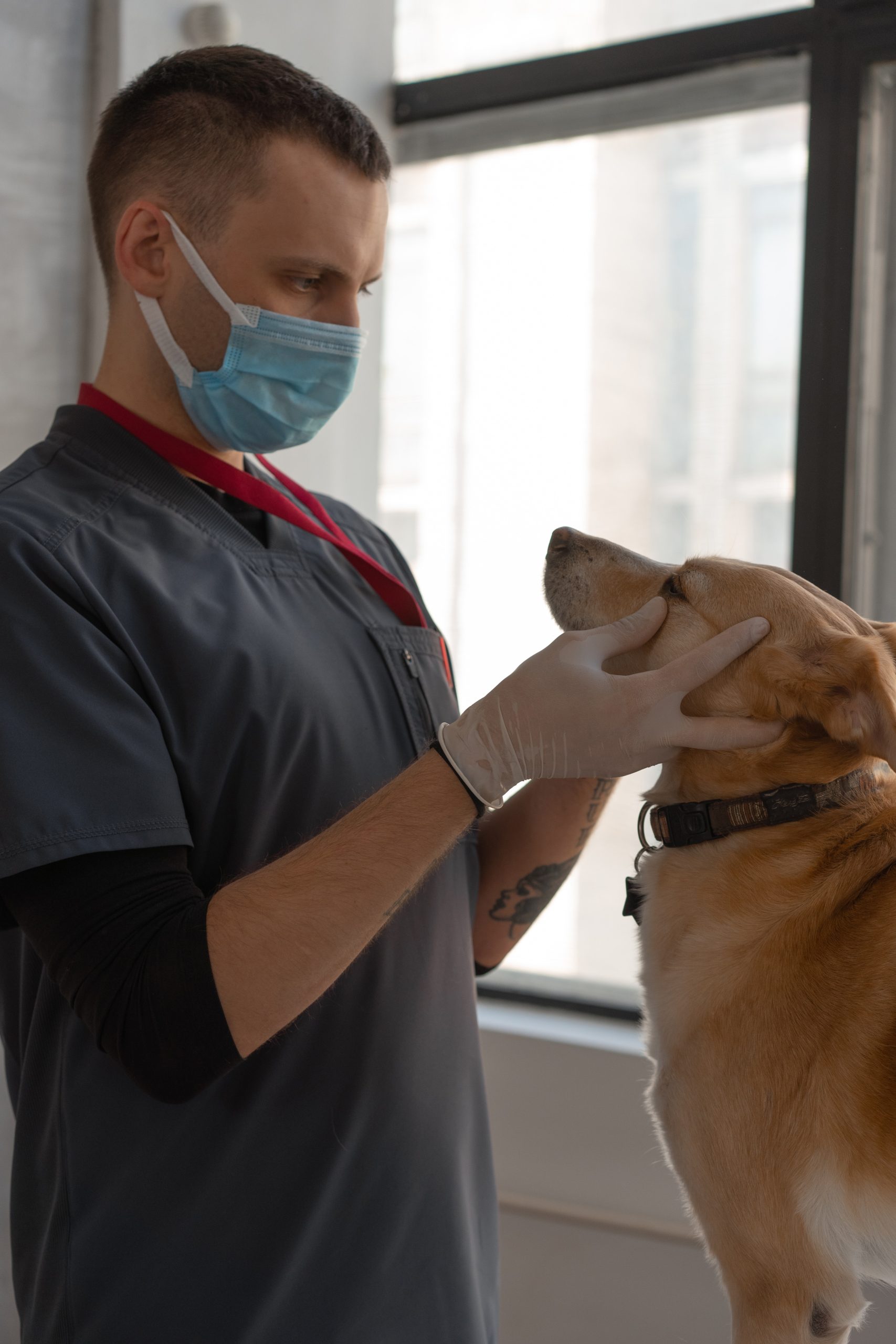 What Happens During Your Pet’s Dental Surgery?
