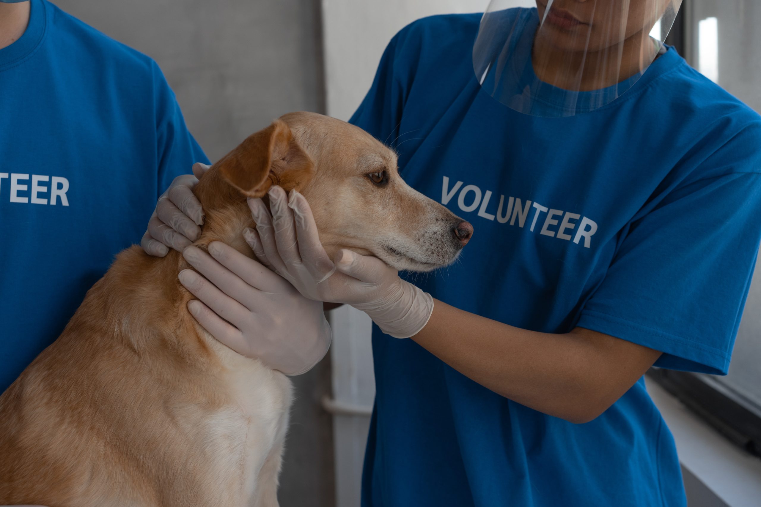 How Do I Choose the Best Vet for My Pet’s Emergency?