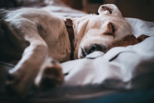 How Often Should You Groom Your Dog for Optimal Health and Hygiene?
