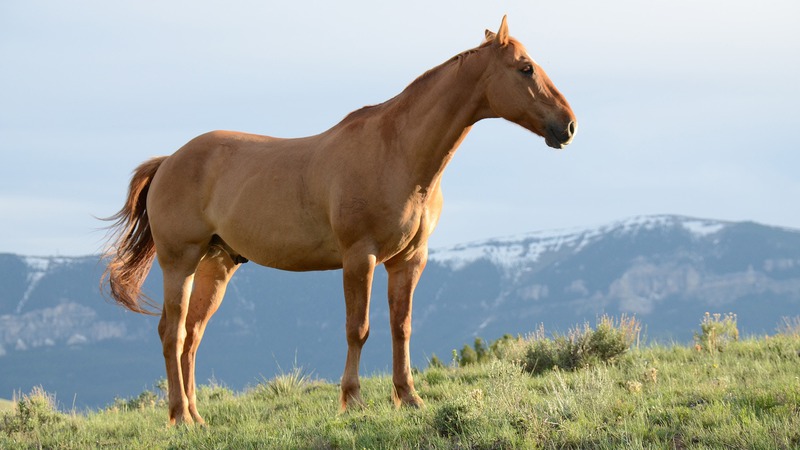 Why Use Shock Wave Therapy for Equine Injuries?