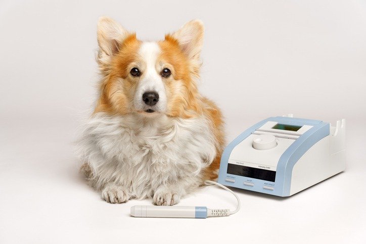 Advanced Veterinary Care: How Laser Therapy Can Improve Your Pet’s Life
